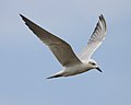 Gelochelidon nilotica in flight (cat.)