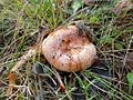 Lactarius deliciosus