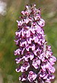 Little elephant's head close (Pedicularis attolens)