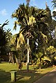 Palmera de coco de mar a Sri Lanka