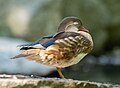 Image 4Mandarin duck drake in eclipse plumage in Royal Lazienki Park