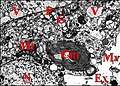 Fig.17- Leptyphantes sanctivincentii : Organites d'un adénocyte. Cm, corps myéloïde ; Ex, cavité extracellulaire ; G, appareil de Golgi (dictyosome) ; Mt, mitochondrie ; Mv, microvillosités ; N, noyau ; P, plasmalemmes accolés ; V, vésicules