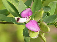 Ti Polygala myrtifolia iti Polygalaceae