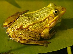 Pelophylax lessonae