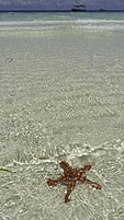 Red-knobbed starfish (Protoreaster linckii) on the beach in Nungwi, northern Zanzibar