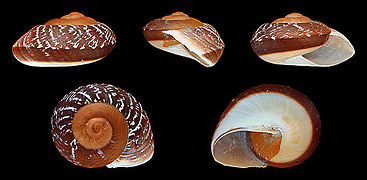 Ryssota zeus (Zeus Ryssota), Shell