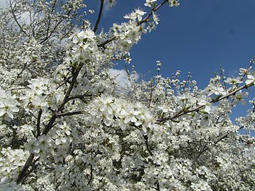 Blackthorn blossom