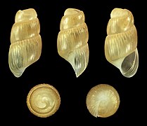 Truncatella pfeifferi, shell, subadult