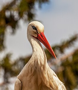 "Weißstorch_IMG_5642.jpg" by User:Fischer.H