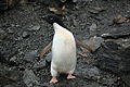 Coronation Island, South Orkney, Antarctica