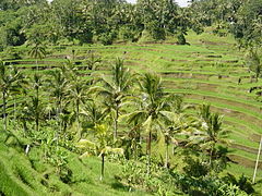 Rice terraces