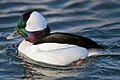 Bufflehead (male)