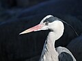 15 Graureiher Ardea cinerea uploaded by Holleday, nominated by Citron