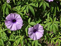 Ipomoea cairica