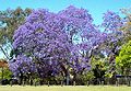 Jacaranda besasr mekar kembang