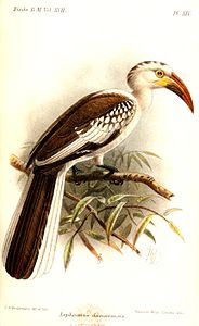 T. damarensis, illustration by Keulemans, 1892