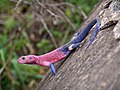 Image 6 Agama mwanzae Photo: Christian Mehlführer The Mwanza Flat-headed Agama (Agama mwanzae) is a species of lizard native to Tanzania, Rwanda, and Kenya. The male's head, neck and shoulders are bright red or violet, while the body is dark blue. The female is mostly brown and is difficult to distinguish from other female agamas. More selected pictures