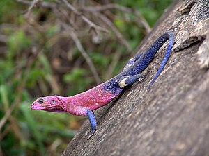 05/05: Un Agama en el Parc Nacional del Serengueti (Tanzània)