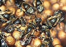 August 31: Melipona interrupta manaosensis workers attacking a male.