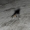 Aedes albopictus ? ? ?