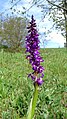 Orchis mascula Germany - Gütenbach