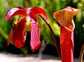 Sarraceniaceae (Sarracenia rubra)