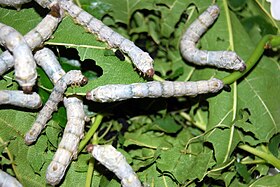 Fifth instar silkworm larvae