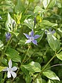 Barvínek Vinca difformis subsp. sardoa