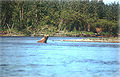 Andreafsky River in Alaska