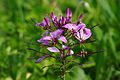 36 Cleome spinosa 2012 uploaded by JLPC, nominated by JLPC