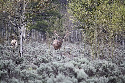 Elk in the wild