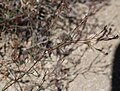 Blackfoot groundsmoke (Gayophytum racemosum) branch