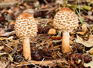 Két fiatal piruló őzlábgomba (Chlorophyllum rhacodes) természetes élőhelyén. 16 felvétel segítségével, fókuszsorozat technikával készült kép