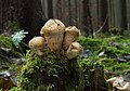 26 Lycoperdon-perlatum-flaschenstaeubling-alt uploaded by Holleday, nominated by Citron