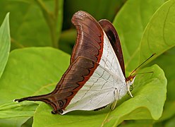 Lepidoptera