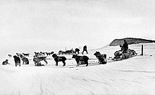 Photographie noir et blanc de chiens attelés, dans la neige et d'un homme sur un trainer. Derrière, deux hommes travaillent sur un second traineau.