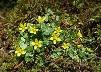 Saxifraga cymbalaria