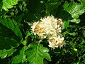 Sorbus arranensis in flower at the park