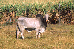 Zebu (Bos taurus indicus)