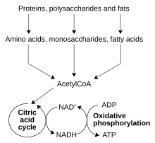 Catabolism schematic.svg