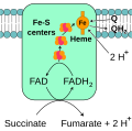 Electron transport in succinate–coenzyme Q reductase (originally by TimVickers)