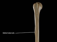 Deltoid Tuberosity