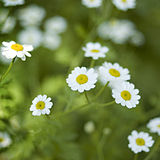 Tanacetum parthenium S.