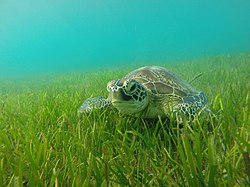 Soepschildpad nabij Green Island