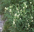 Wild licorice, group of plants