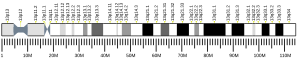 Chromosome 13 (human)