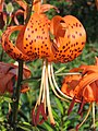 Lilium pyrenaicum var. rubrum