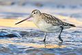 Limosa lapponica lapponica (Spain, october)