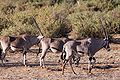 Oryx dans la réserve nationale de Samburu