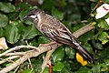 Djangkang (Red Wattlebird)